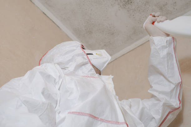Mold Removal Process in Cynthiana, KY