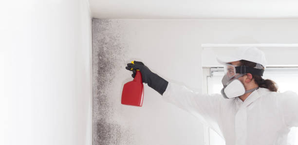 Best Mold Removal Process  in Cynthiana, KY