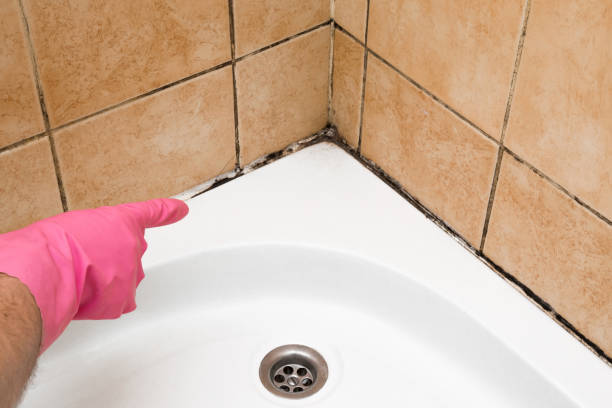 Attic Mold Removal in Cynthiana, KY