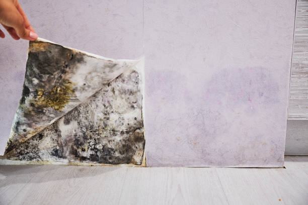 Best Black Mold Removal  in Cynthiana, KY